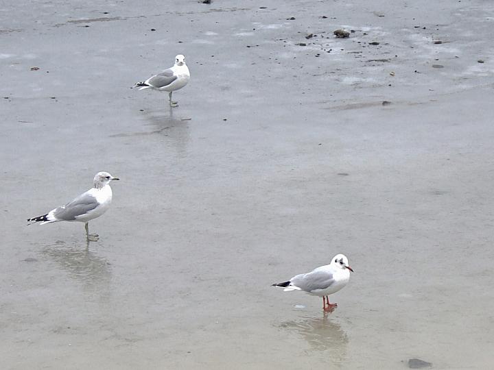 Hungry seagulls standing on the ice at Loch Semple